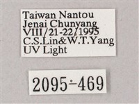 榆綠天蛾藏品圖，第3張