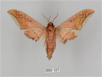 廣東鷹翅天蛾藏品圖，第2張