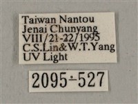 廣東鷹翅天蛾藏品圖，第3張