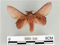 臺灣枯葉蛾藏品圖，第1張