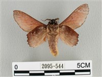 臺灣枯葉蛾藏品圖，第2張