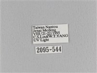 臺灣枯葉蛾藏品圖，第3張