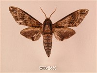 白星天蛾藏品圖，第1張