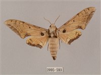 廣東鷹翅天蛾藏品圖，第1張