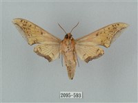 廣東鷹翅天蛾藏品圖，第2張