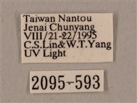 廣東鷹翅天蛾藏品圖，第3張