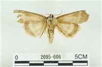 臺洒波紋蛾藏品圖，第2張