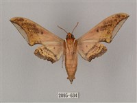 廣東鷹翅天蛾藏品圖，第2張