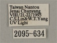 廣東鷹翅天蛾藏品圖，第3張