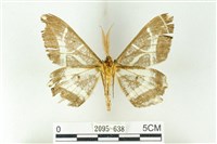 樹形尺蛾藏品圖，第2張