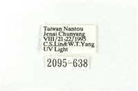 樹形尺蛾藏品圖，第3張