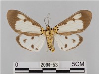 長斑擬燈蛾藏品圖，第1張