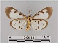 長斑擬燈蛾藏品圖，第2張