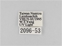 長斑擬燈蛾藏品圖，第3張