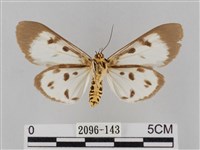 長斑擬燈蛾藏品圖，第2張