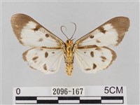 長斑擬燈蛾藏品圖，第2張