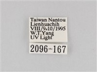 長斑擬燈蛾藏品圖，第3張