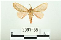 三條橙燈蛾藏品圖，第1張