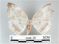 圓翅大鉤蛾藏品圖，第1張