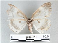 圓翅大鉤蛾藏品圖，第2張