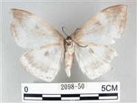 圓翅大鉤蛾藏品圖，第2張