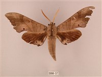 栗六點天蛾藏品圖，第1張