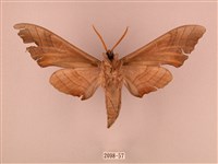 栗六點天蛾藏品圖，第2張