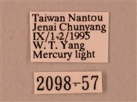 栗六點天蛾藏品圖，第3張