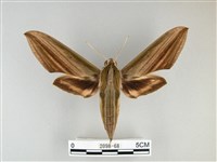 棕綠背線天蛾藏品圖，第1張