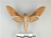 棕綠背線天蛾藏品圖，第2張