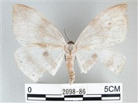 圓翅大鉤蛾藏品圖，第1張