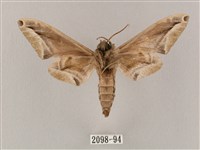 白點天蛾 藏品圖，第2張