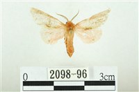 三條橙燈蛾藏品圖，第1張