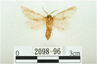 三條橙燈蛾藏品圖，第2張