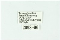 三條橙燈蛾藏品圖，第3張