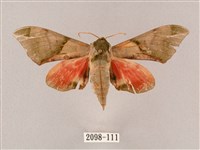 榆綠天蛾藏品圖，第1張