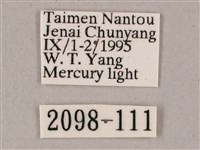 榆綠天蛾藏品圖，第3張