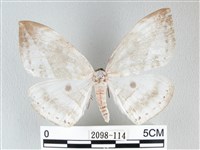 圓翅大鉤蛾藏品圖，第1張