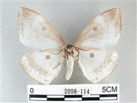 圓翅大鉤蛾藏品圖，第2張