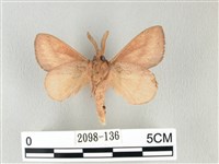 淡紋斜帶枯葉蛾藏品圖，第2張