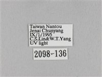 淡紋斜帶枯葉蛾藏品圖，第3張