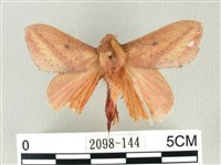 淡紋斜帶枯葉蛾藏品圖，第1張