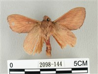 淡紋斜帶枯葉蛾藏品圖，第2張