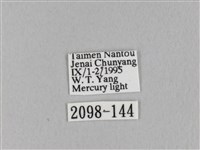 淡紋斜帶枯葉蛾藏品圖，第3張