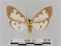 長斑擬燈蛾藏品圖，第1張