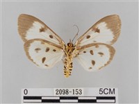 長斑擬燈蛾藏品圖，第2張