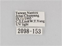 長斑擬燈蛾藏品圖，第3張