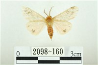 三條橙燈蛾藏品圖，第1張