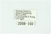 三條橙燈蛾藏品圖，第3張