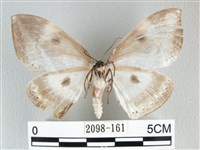 圓翅大鉤蛾藏品圖，第2張